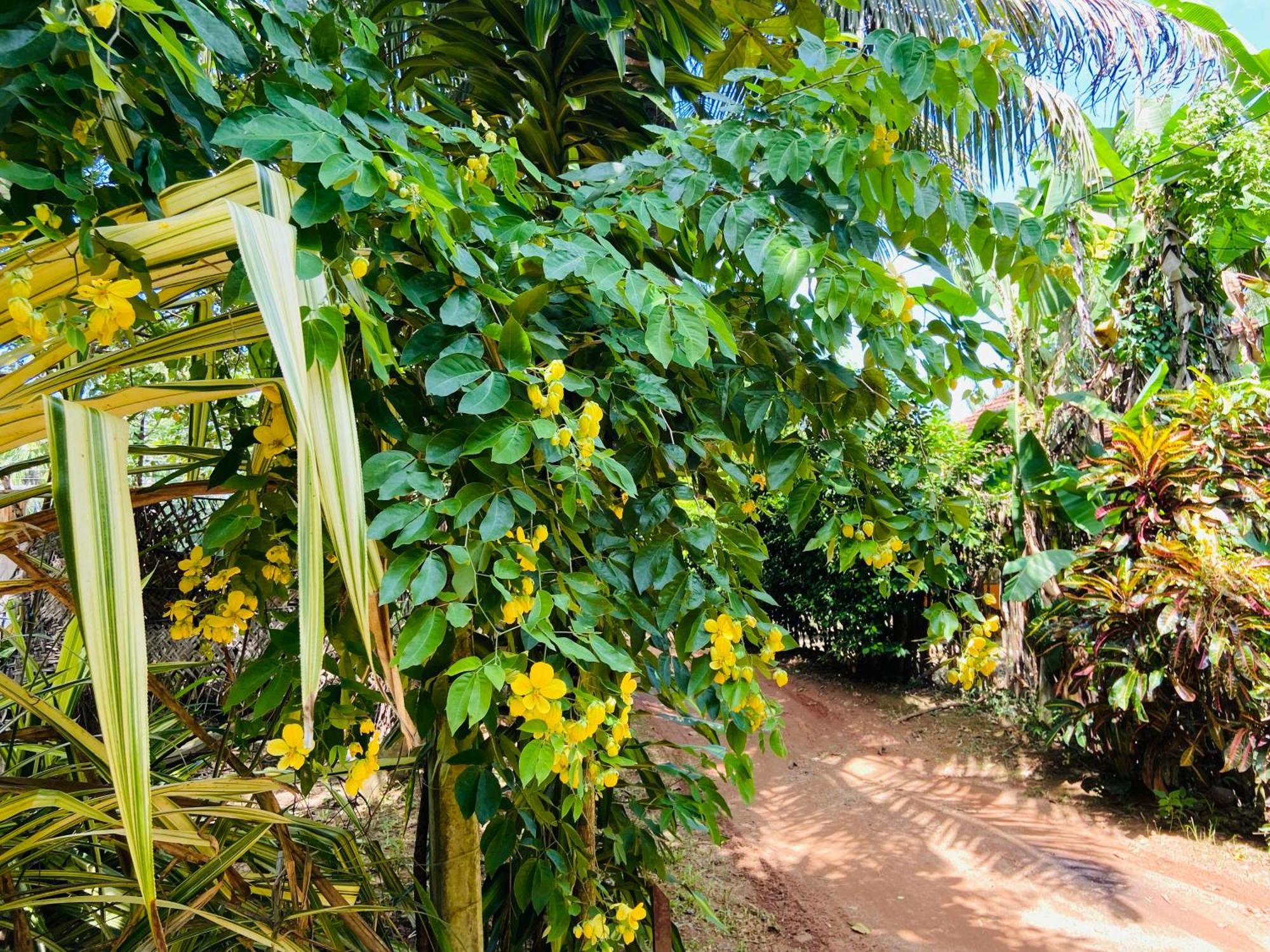 דיקוולה Leo Homestay מראה חיצוני תמונה